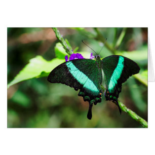 Exotic Emerald Swallowtail