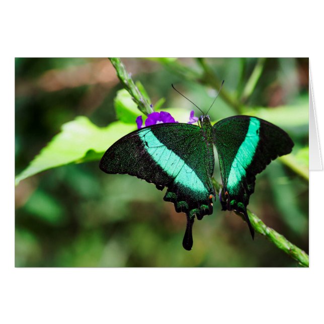 Exotic Emerald Swallowtail (Anverso (Horizontal))