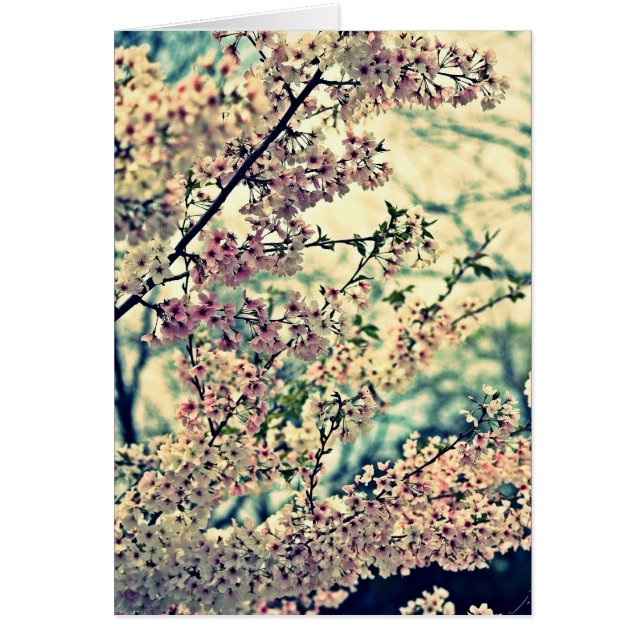 Explosión de ensueño (interior en blanco) (Frente)