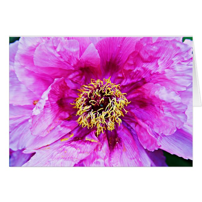 Explosión rosa (Anverso (Horizontal))