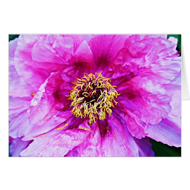 Explosión rosa (Anverso (Horizontal))