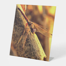534424932Elegante Red Darter Dragonfly Insect Art