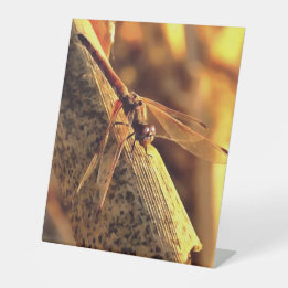 Expositor En L 534424932Elegante Red Darter Dragonfly Insect Art