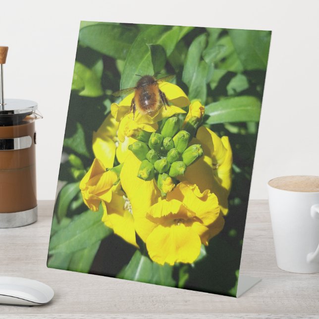 Expositor En L Abeja a las flores amarillas (In Situ)