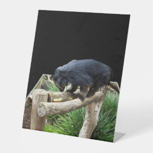 Expositor En L Arte emergente de Binturong (gato de oso)