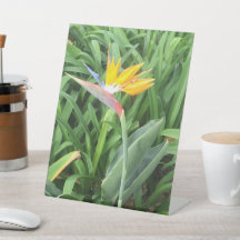 Ave de la planta del paraíso (Strelitzia)