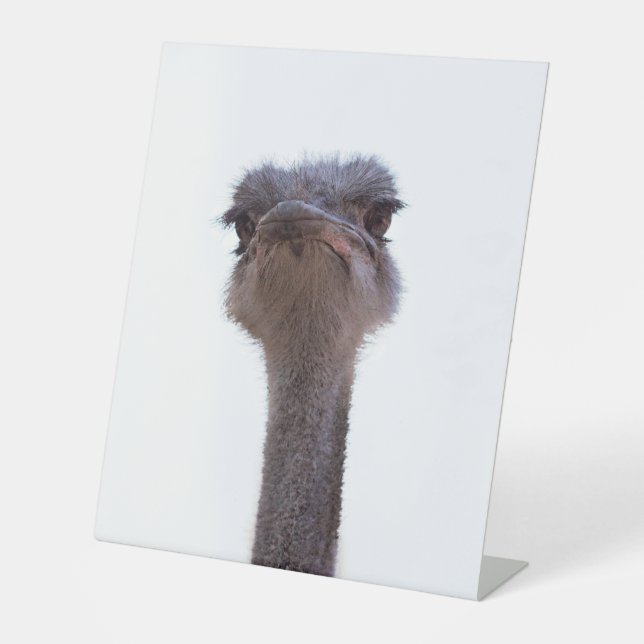 Expositor En L avestruz (Anverso)