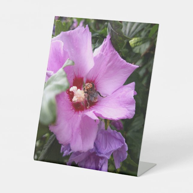 Expositor En L Bumblebee en la flor de Hibiscus (Anverso)