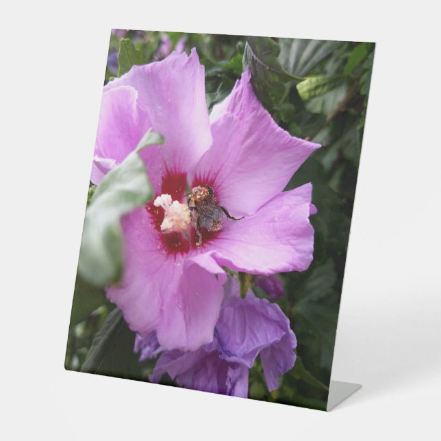Expositor En L Bumblebee en la flor de Hibiscus (Anverso)