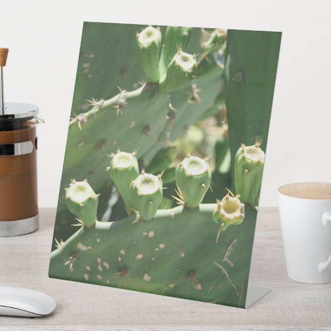 Expositor En L Cactus (In Situ)