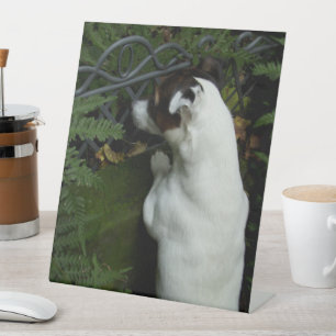 Expositor En L Capo von Oppenheim, Jack Russell Terrier Dog