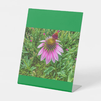 Expositor En L Conos aman 