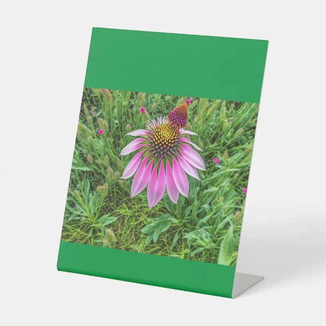 Expositor En L Conos aman  (Anverso)