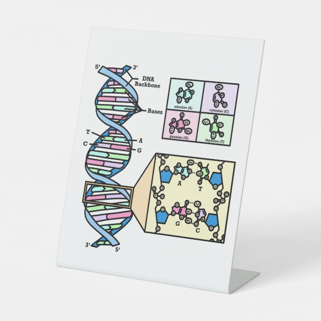 Expositor En L Diagrama de ADN (Anverso)