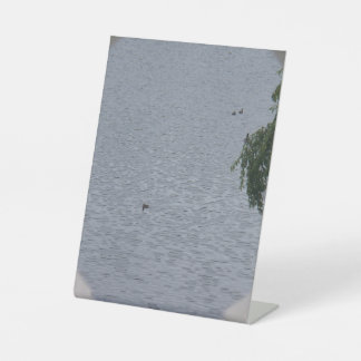 Expositor En L Ducks In Pond Photo