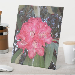 Expositor En L Flor de árbol rojo