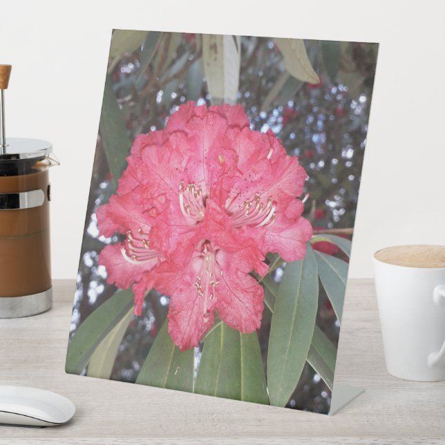 Expositor En L Flor de árbol rojo (In Situ)