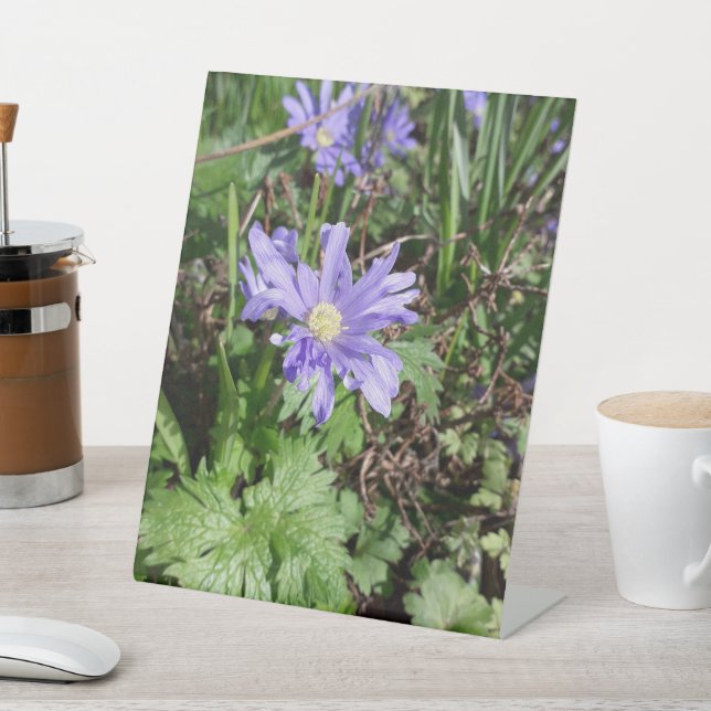 Expositor En L Flor de jardín azul (In Situ)