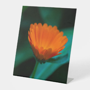 Expositor En L Flor de margarita naranja