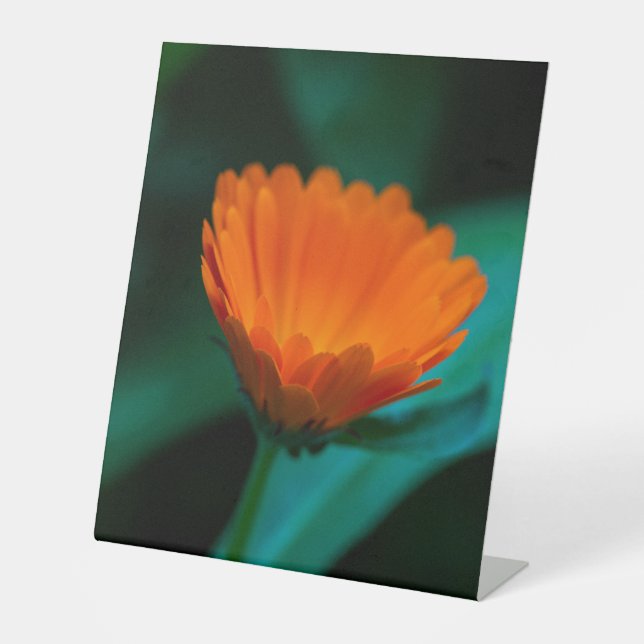 Expositor En L Flor de margarita naranja (Anverso)