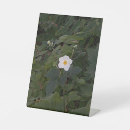 Expositor En L Foto de Flor Blanca