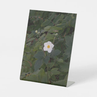 Expositor En L Foto de Flor Blanca