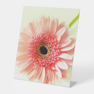 Expositor En L Gerbera Daisy