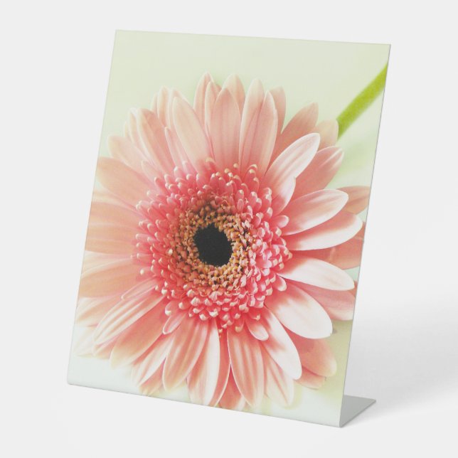 Expositor En L Gerbera Daisy (Anverso)