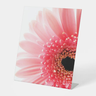 Expositor En L Gerbera Daisy Poster