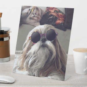 Expositor En L Guay Shih Tzu vintage de pelo largo gafas de sol F