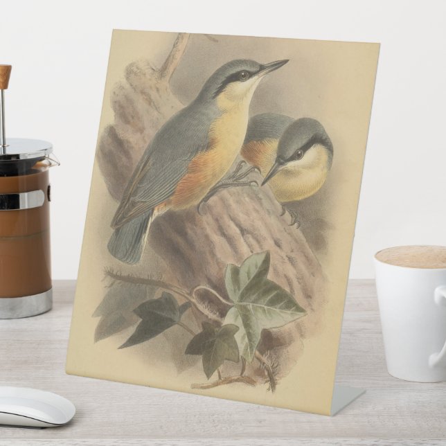 Expositor En L Ilustracion vintage de Nuthatch (In Situ)