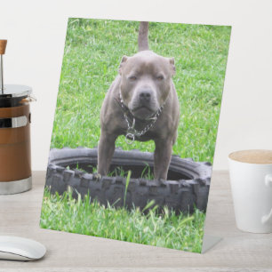 Expositor En L Macho adulto de raza Staffordshire Terrier listo p