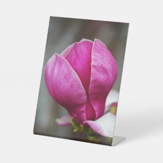 Expositor En L Magnolia Rosa en plena floración