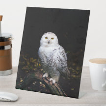 Majestuoso búho de invierno