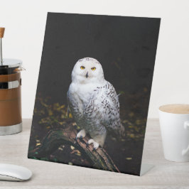 Expositor En L Majestuoso búho de invierno