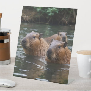 Expositor En L Natación De Capybaras En El Río,