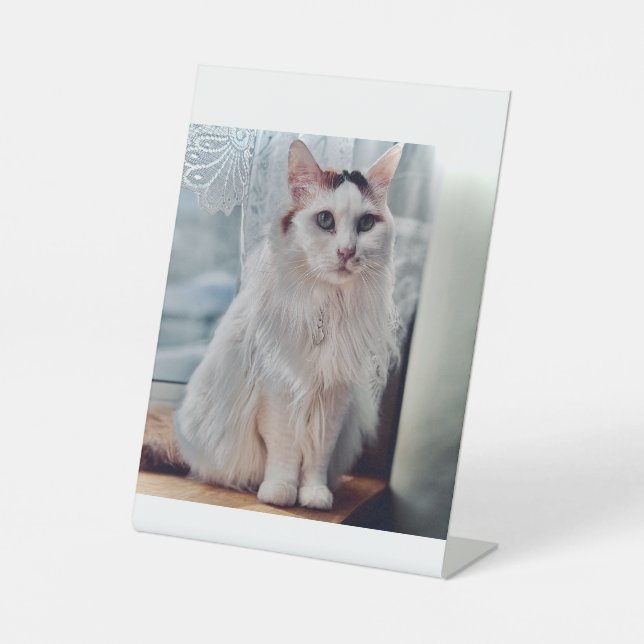 Expositor En L Pedasto de gato (Anverso)