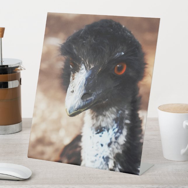 Expositor En L Piercing Eyes of the Outback (In Situ)