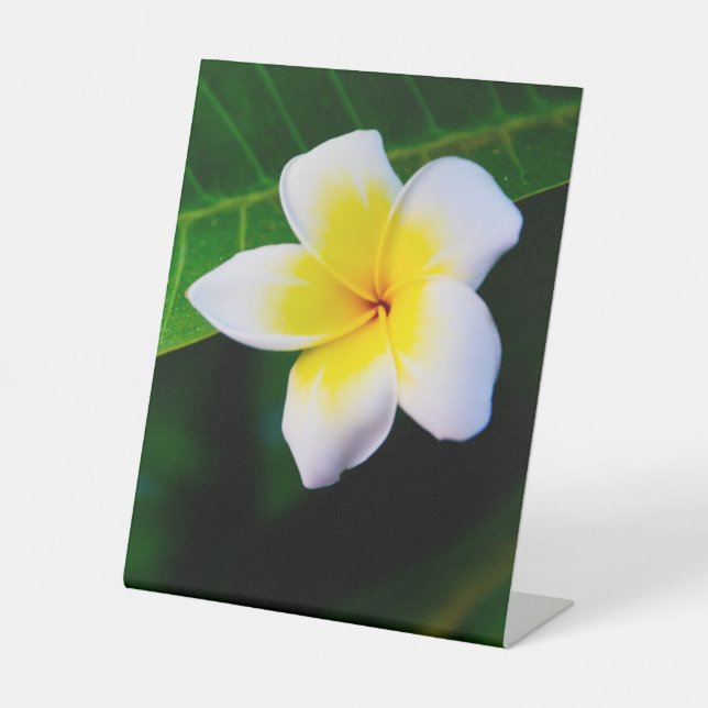 Expositor En L plumeria (Anverso)