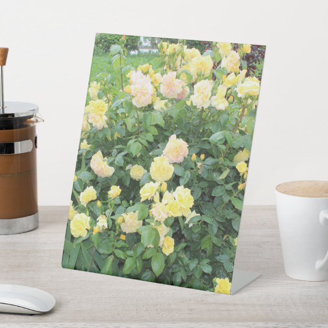 Expositor En L Rosas Amarillas (In Situ)