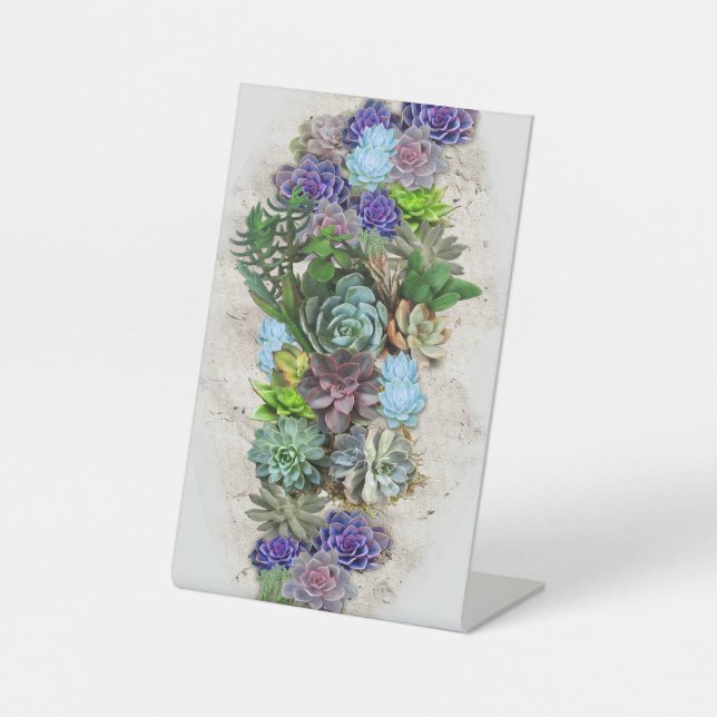 Expositor En L Suculentos de Sudáfrica (Anverso)