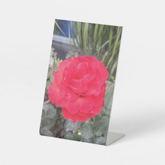 Expositor En L Thiep hoa hong