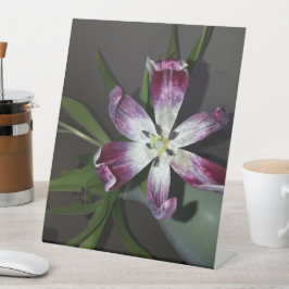 Expositor En L Tulip Flower