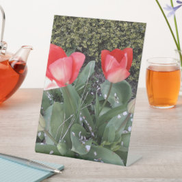 Expositor En L Tulipanes de jardín