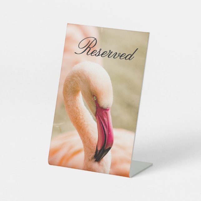 Expositor En L Un hermoso flamenco rosado reservado (Anverso)