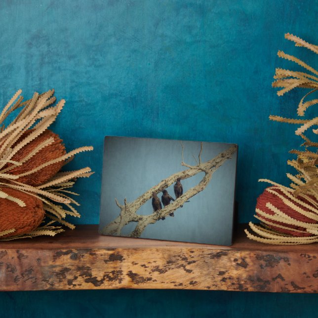 Expositora 3 Placa de cuervos (Lado)