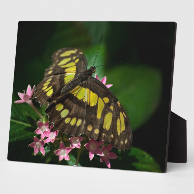 Expositora Belleza en la placa de las estrellas (Lado)