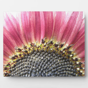 Expositora Bonita Placa De Girasol Rosa