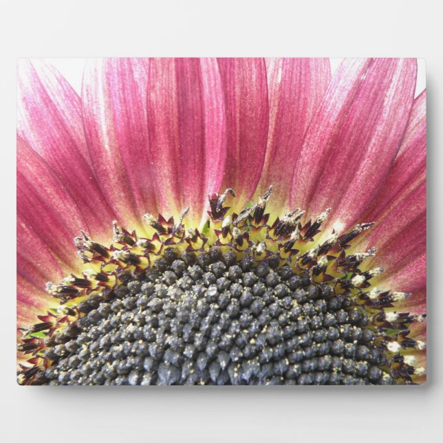 Expositora Bonita Placa De Girasol Rosa (Frente)