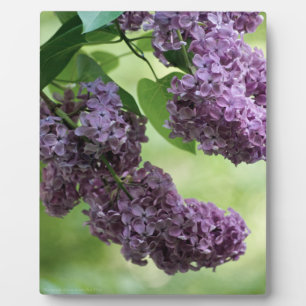 Expositora Bonita placa de primavera